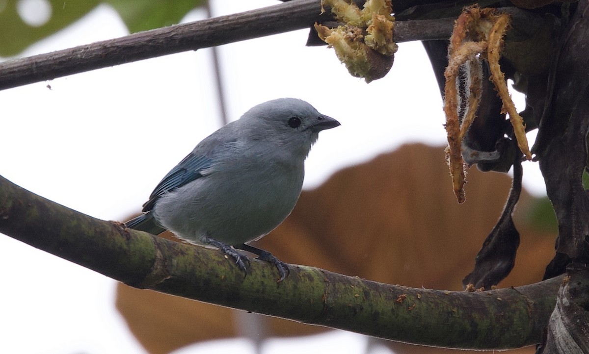 Blue-gray Tanager - ML646081404