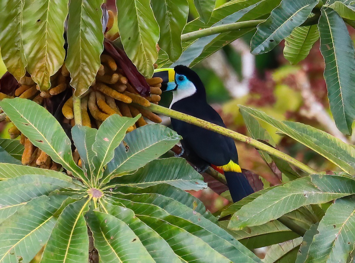 White-throated Toucan - ML646081410