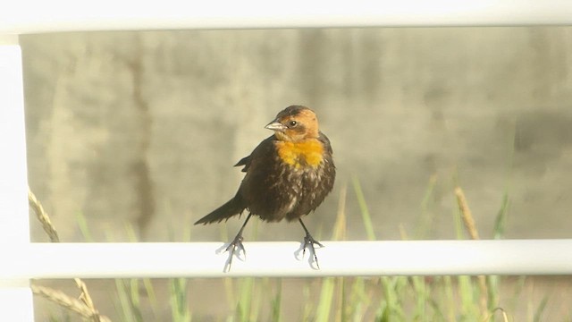 שחרורית צהובת-ראש - ML646081418