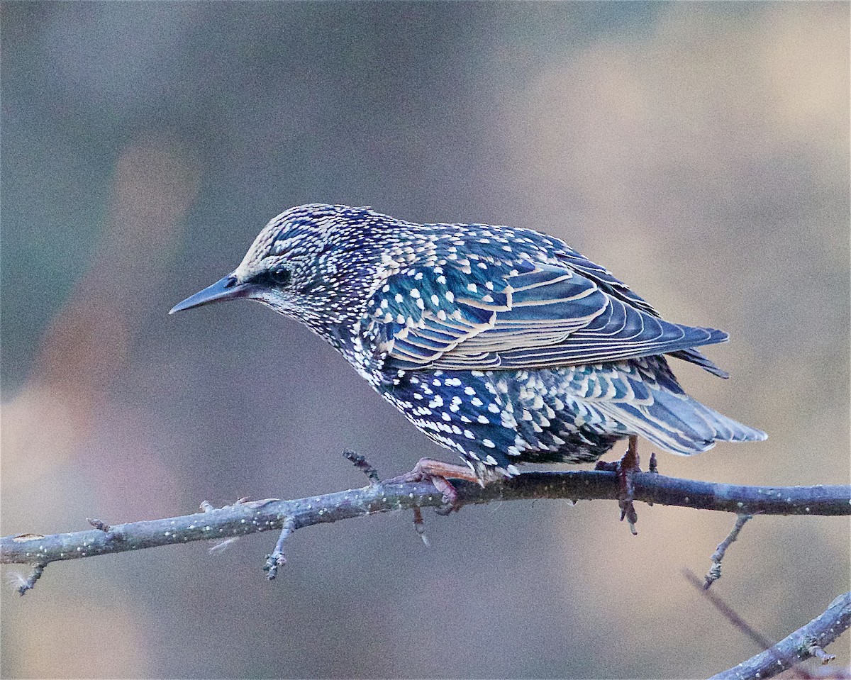 European Starling - ML646081426