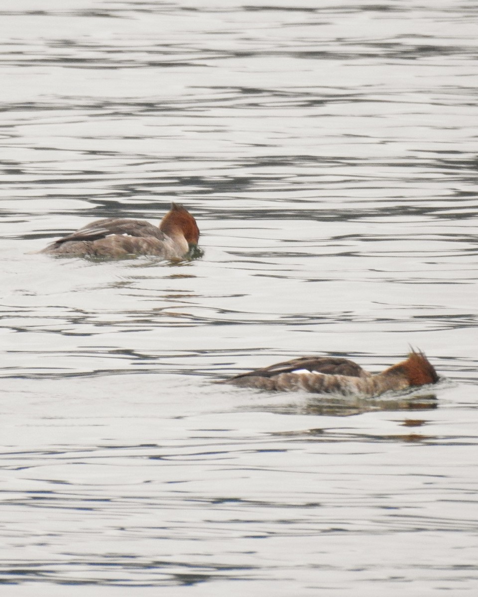 Red-breasted Merganser - ML646081438