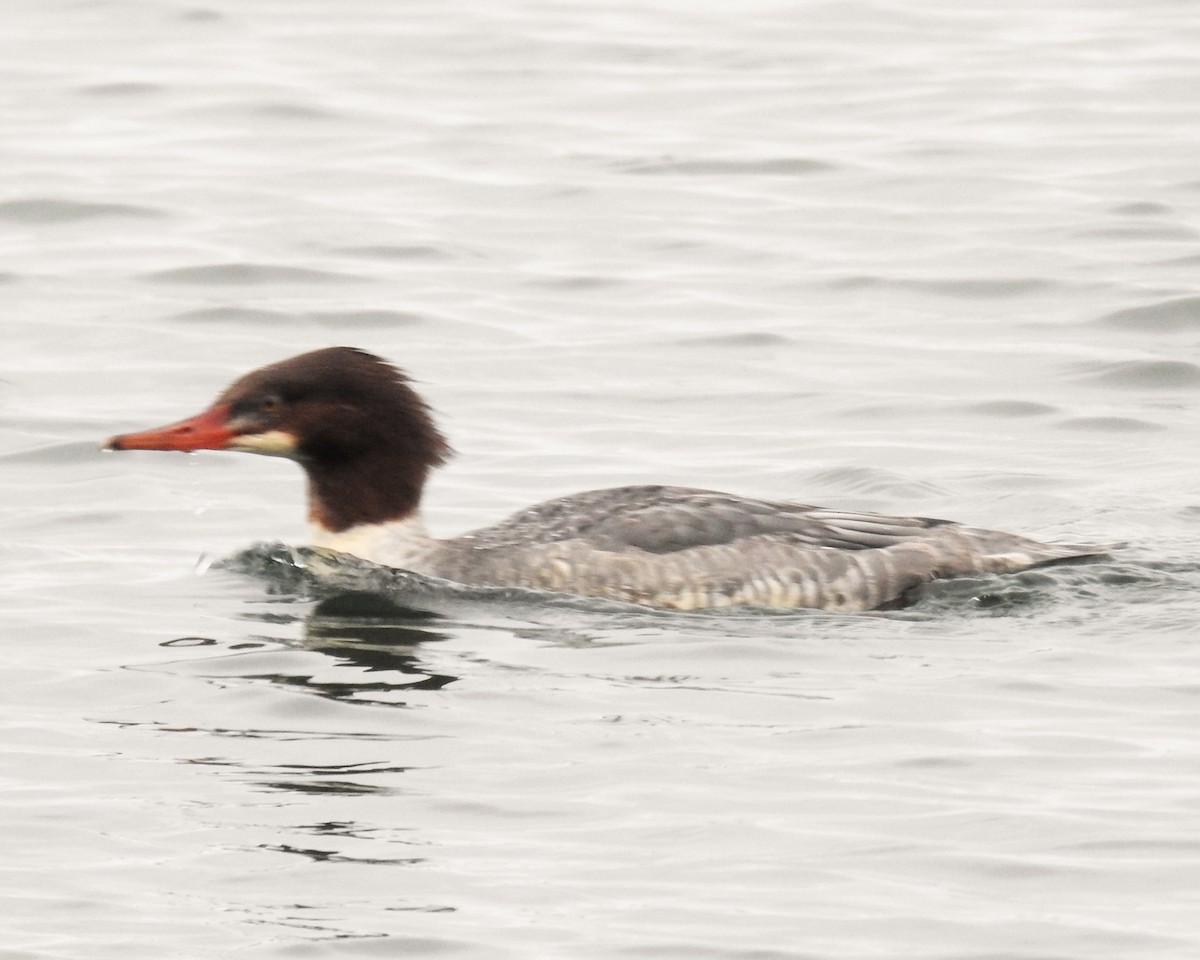 Common Merganser - ML646081439