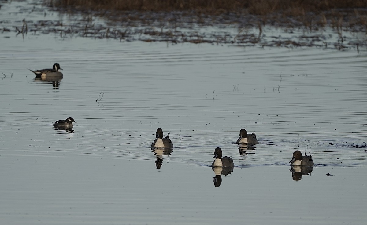オナガガモ - ML646081440
