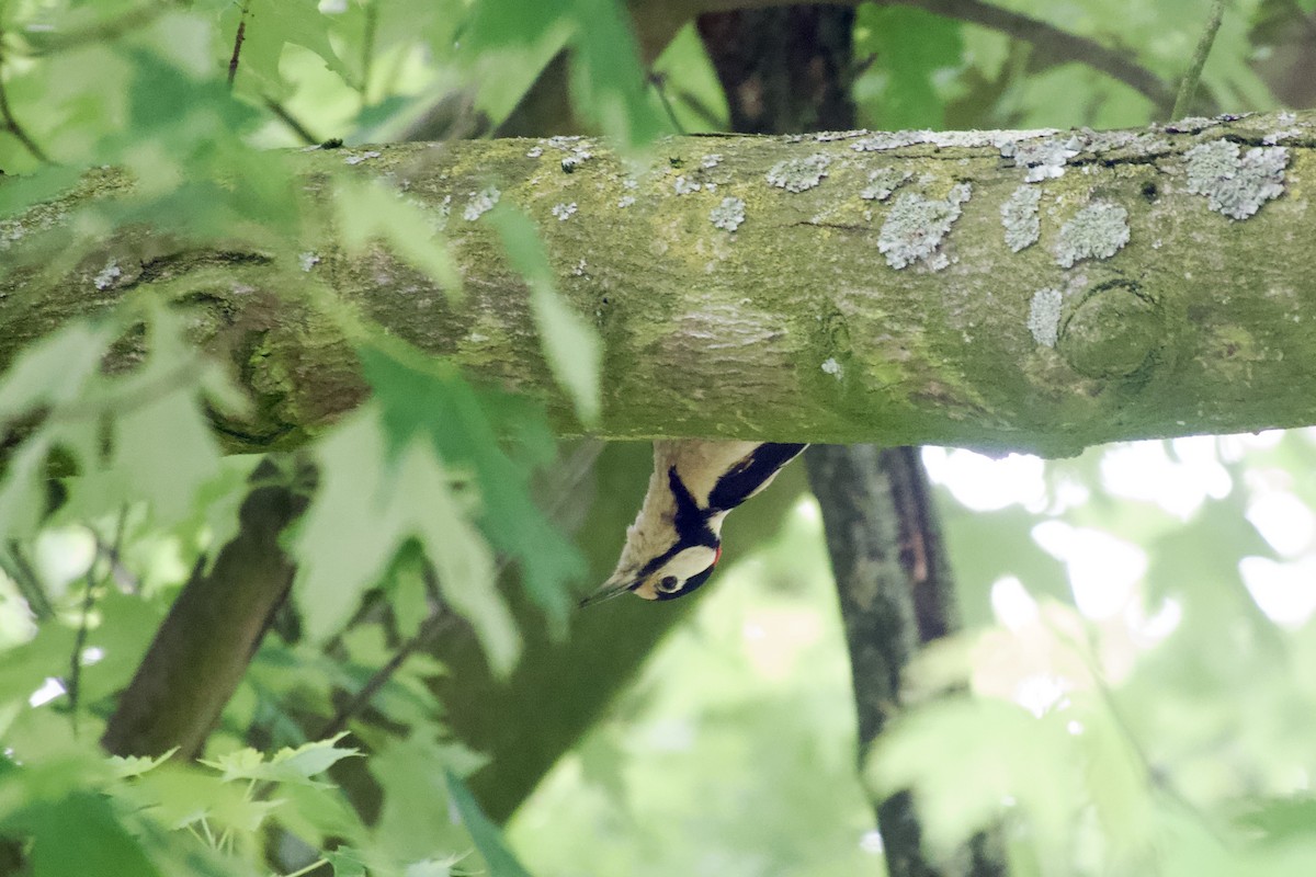 Great Spotted Woodpecker - ML646081442