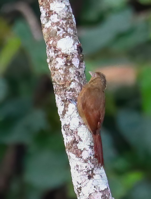 Grimpar à collier - ML646081444