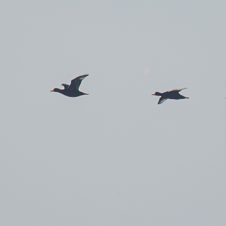 turpan žlutozobý - ML646081449