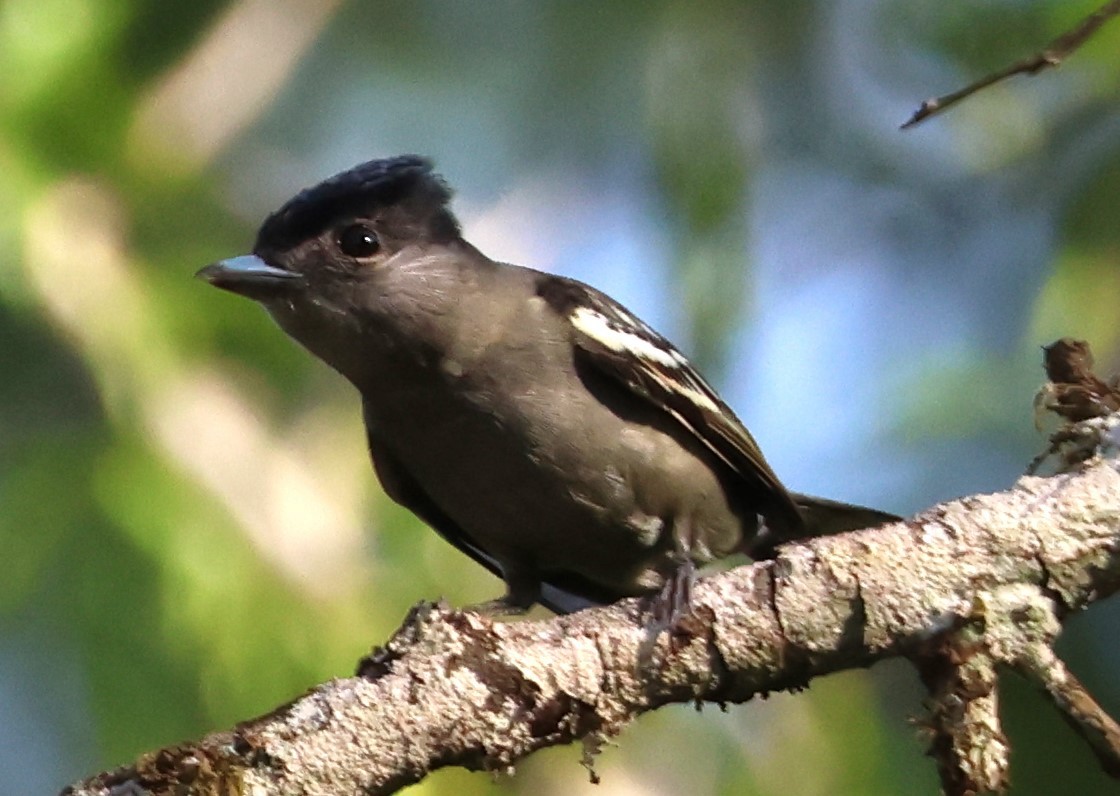 White-winged Becard - ML646081450