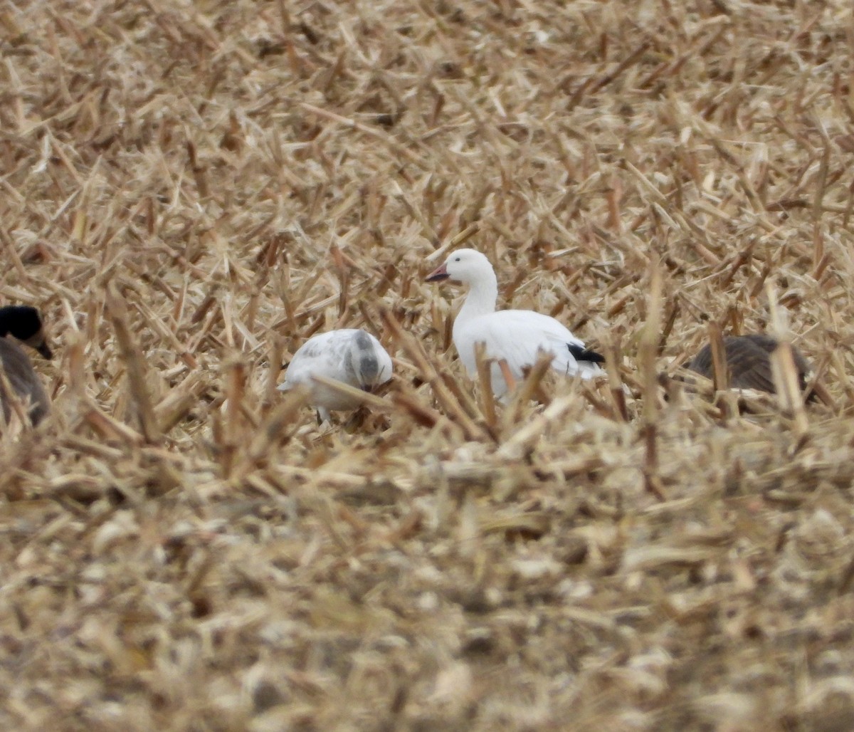 Ánsar Nival - ML646081458