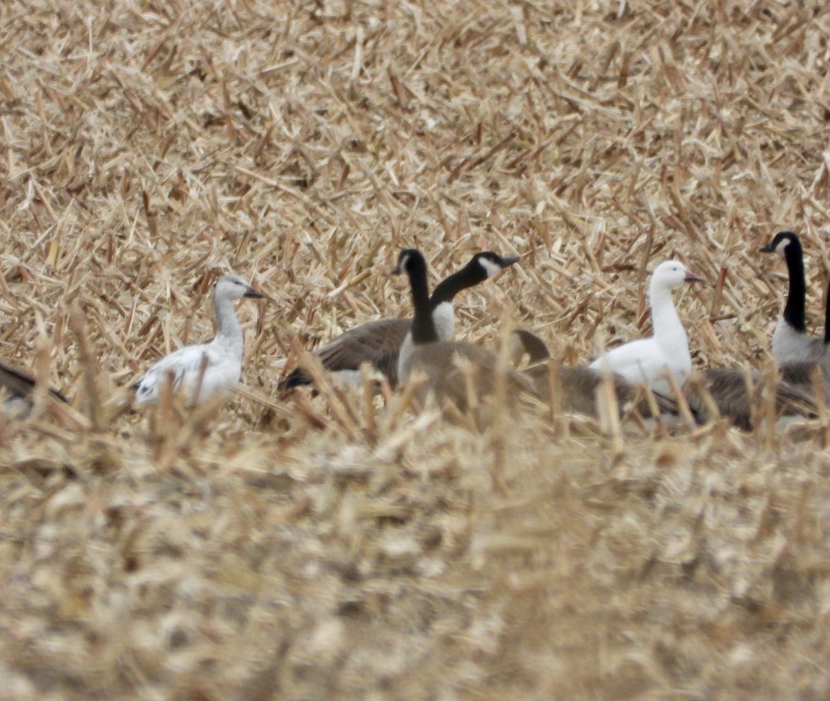 Ánsar Nival - ML646081470