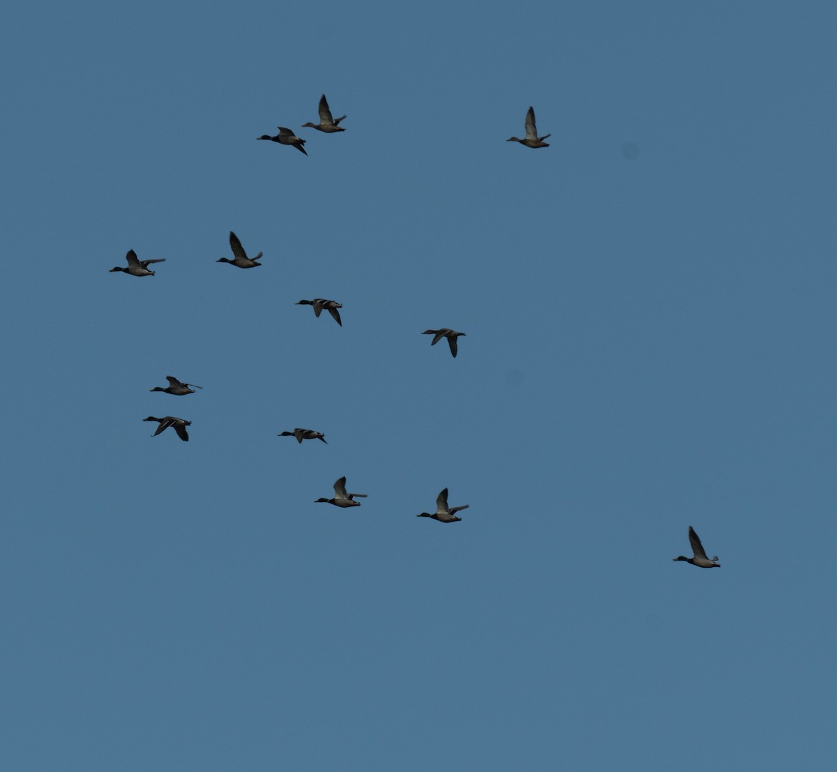 Stockente - ML646081471