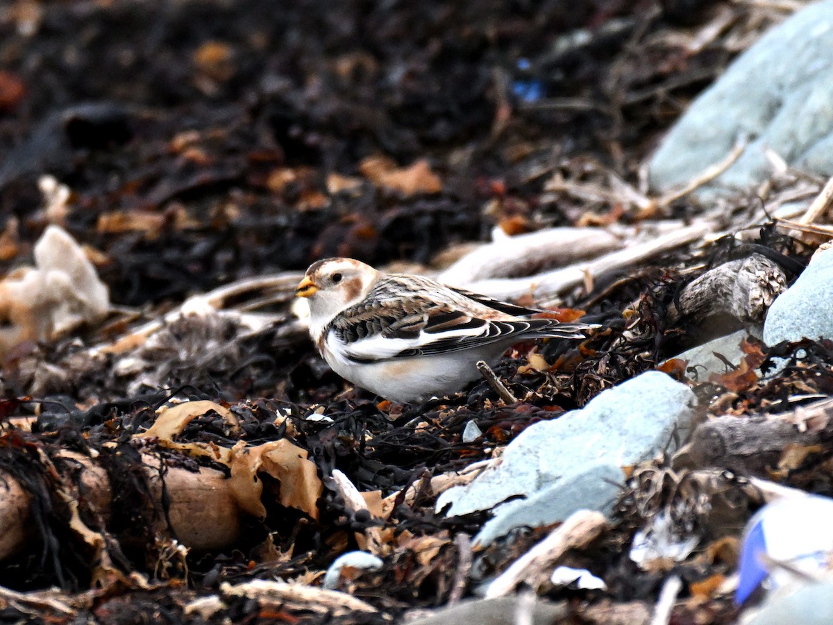 Snow Bunting - ML646081472