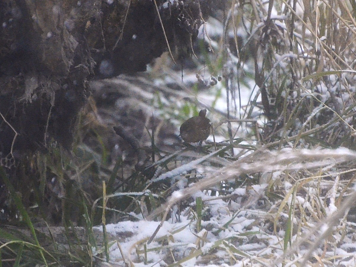 Winter Wren - ML646081473