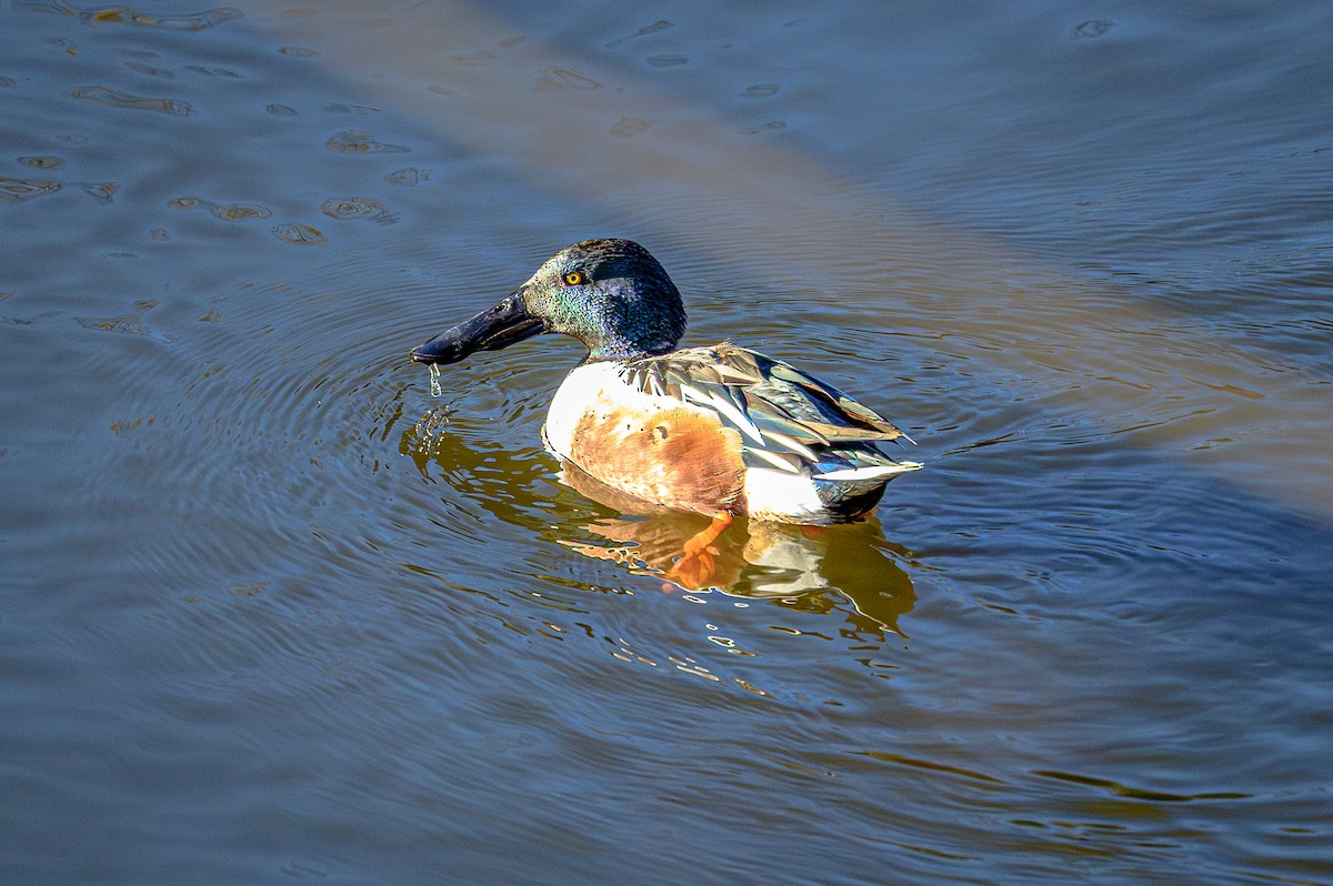 Northern Shoveler - ML646081474