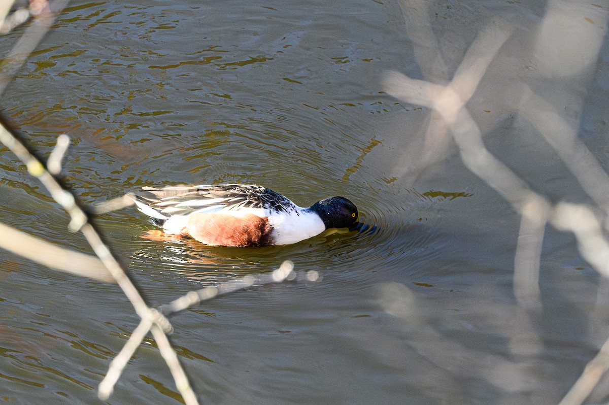 Northern Shoveler - ML646081475