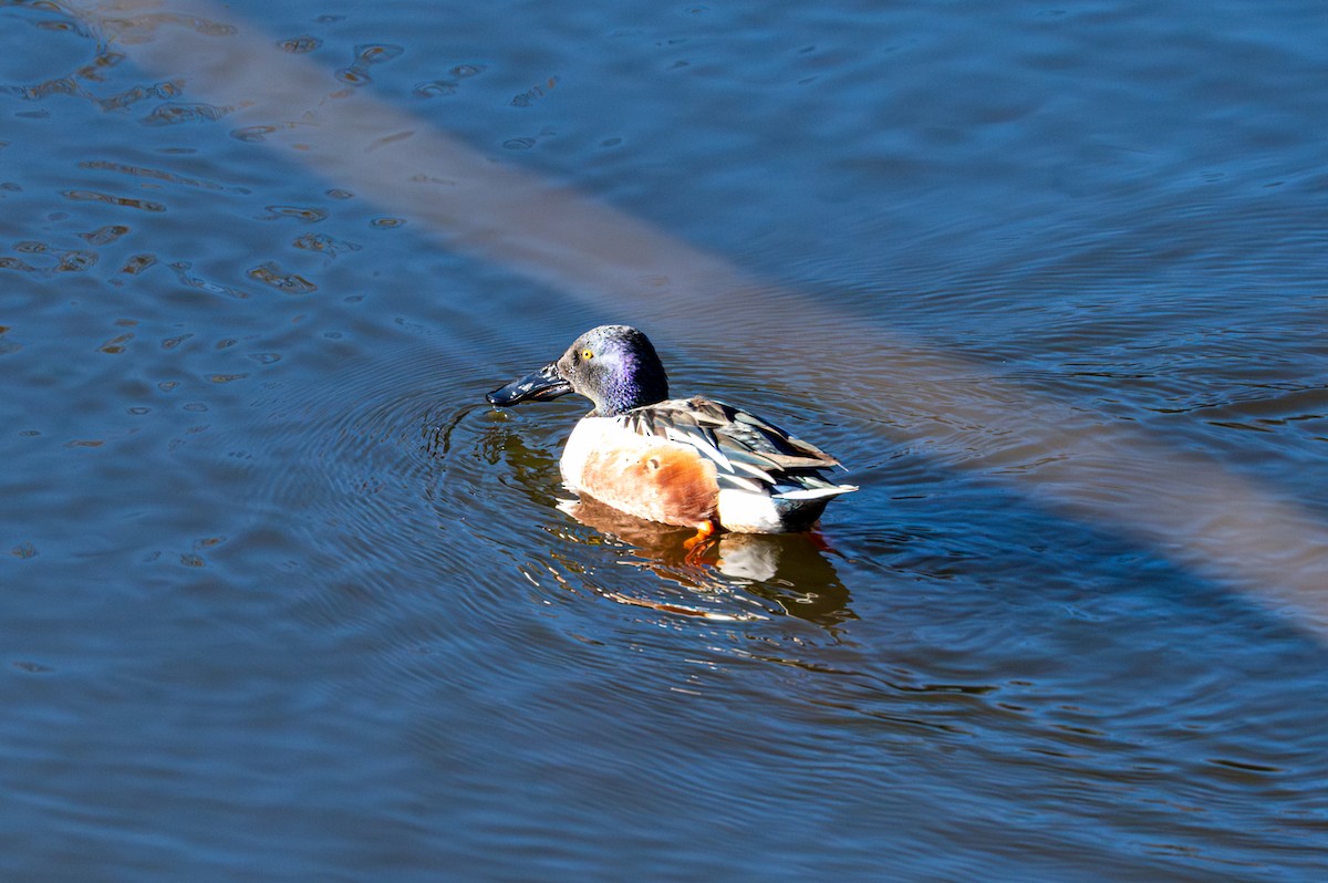Northern Shoveler - ML646081476