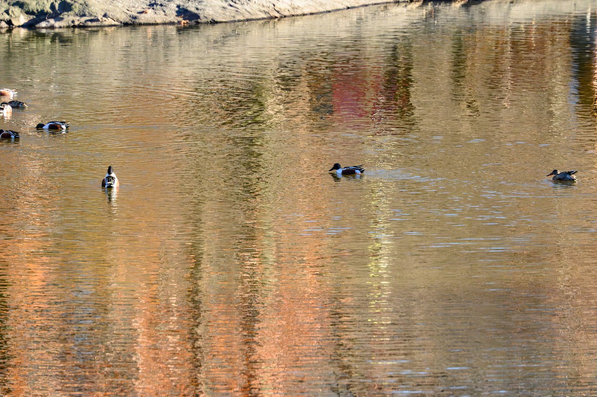 Northern Shoveler - ML646081477