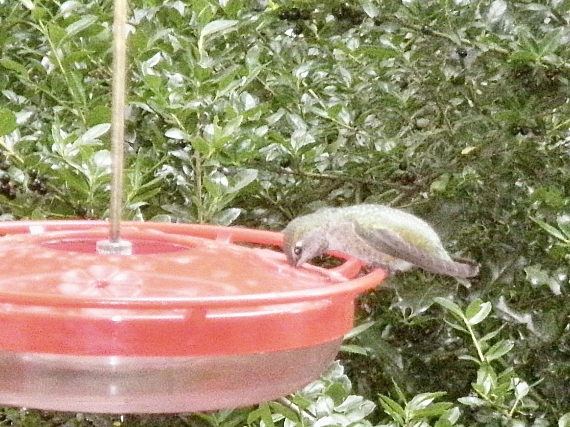 Anna's Hummingbird - ML646081478