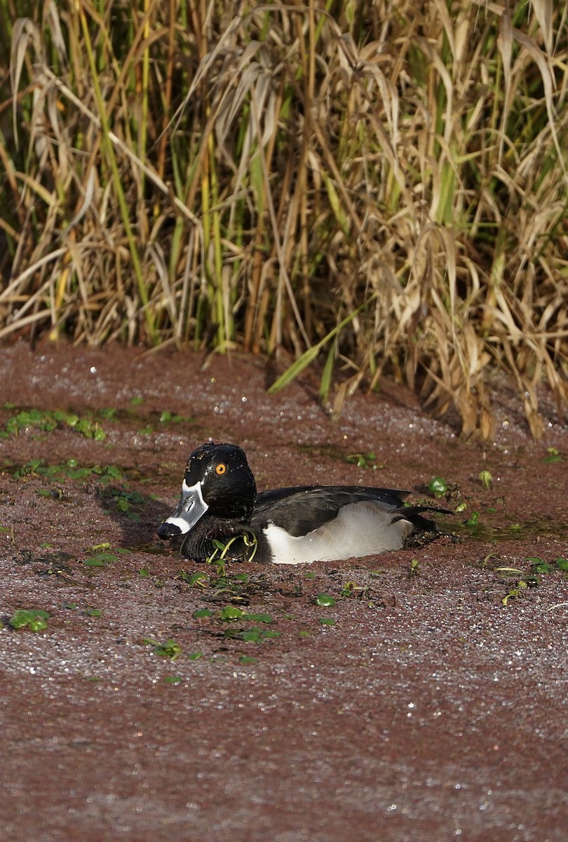 クビワキンクロ - ML646081479
