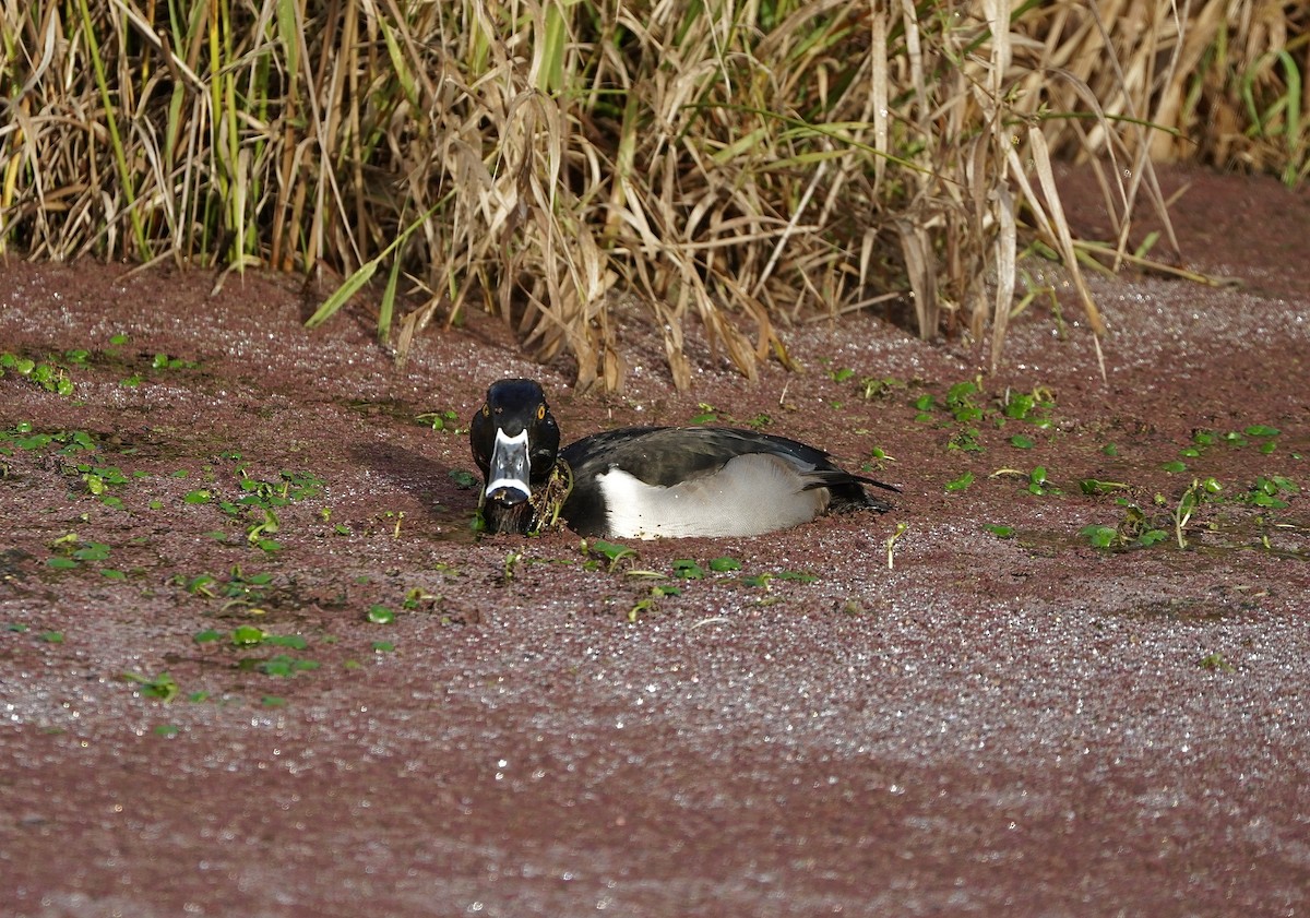 クビワキンクロ - ML646081480