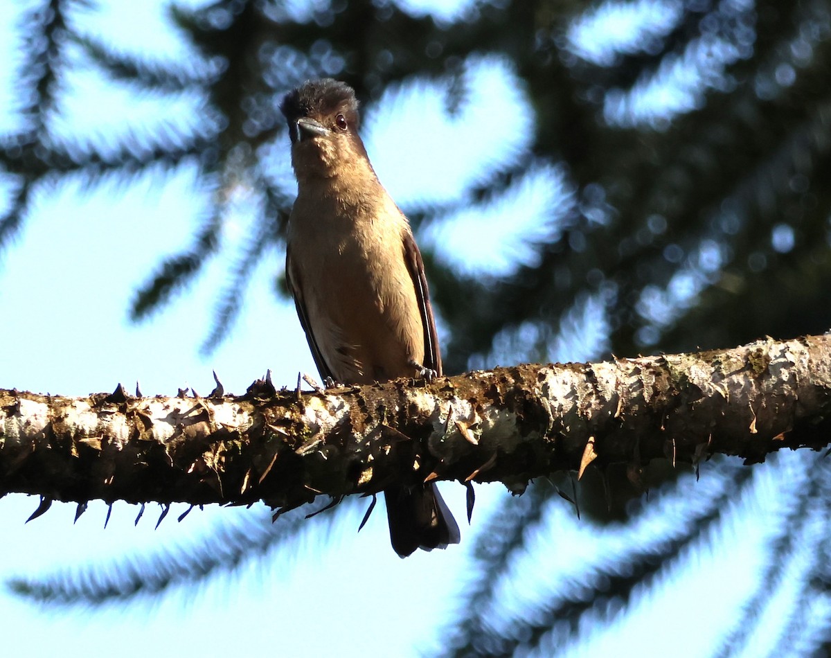 Crested Becard - ML646081481