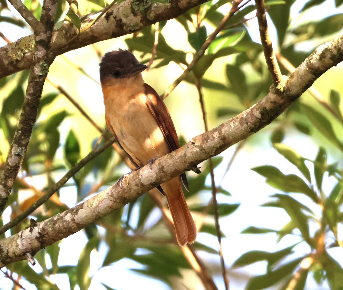 Crested Becard - ML646081482