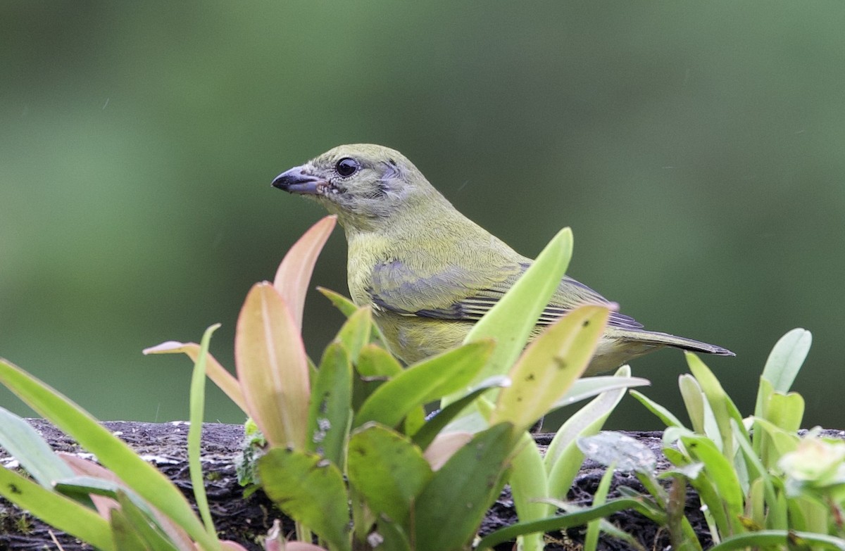 Palm Tanager - ML646081483