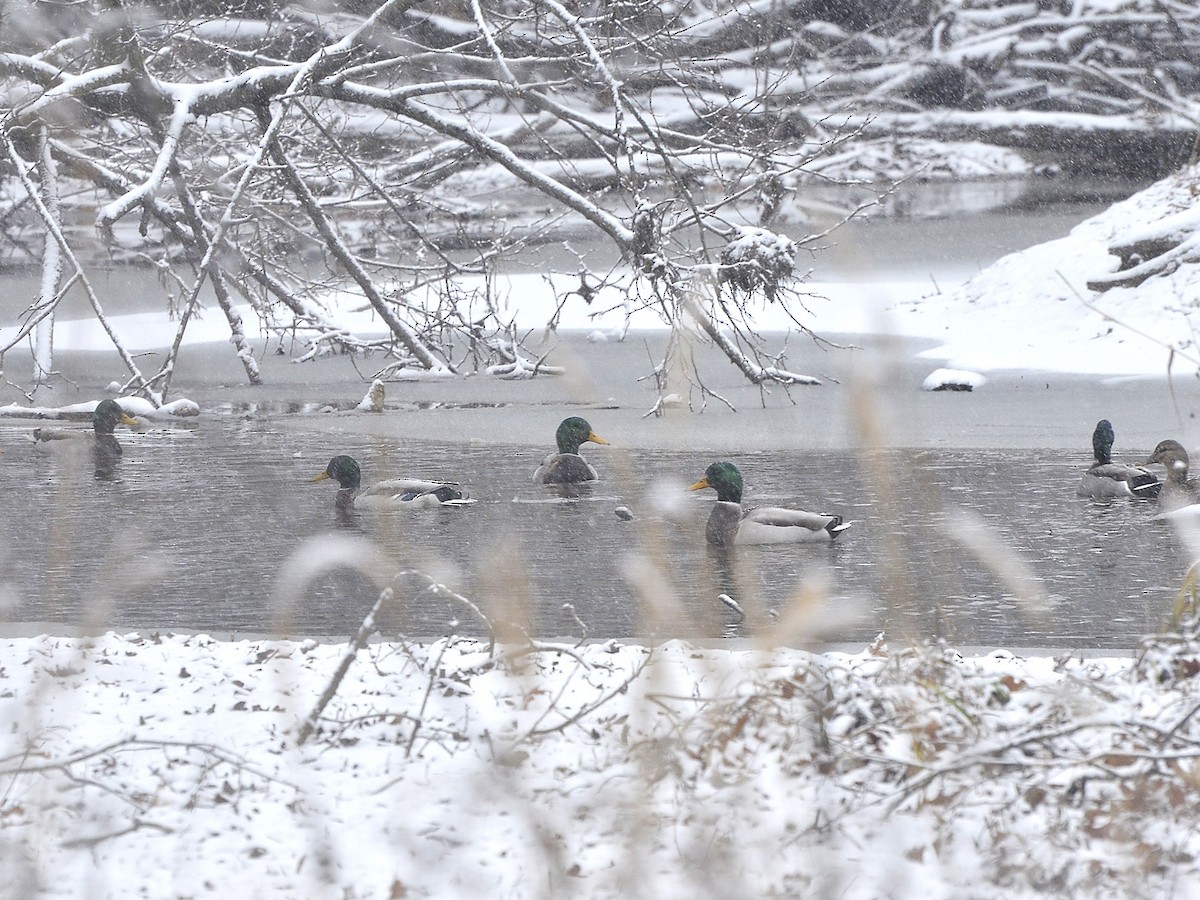 ברכיה - ML646081485