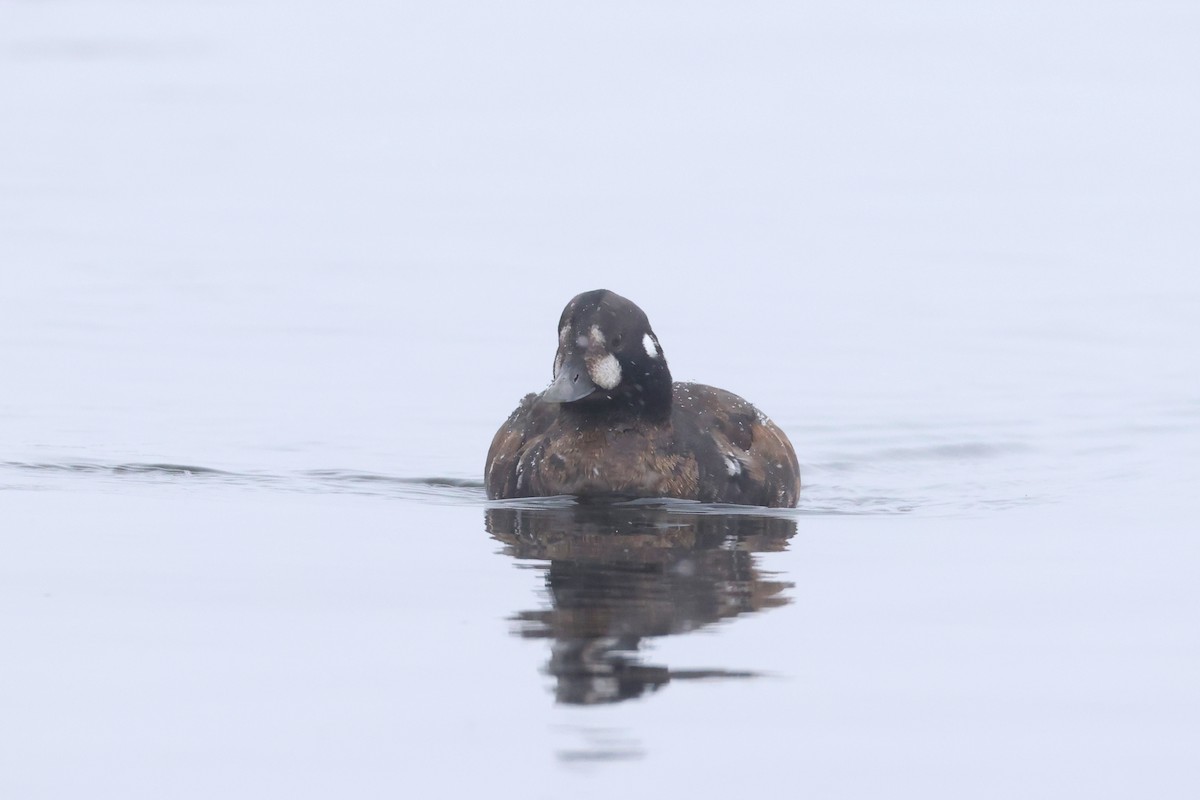 Harlequin Duck - ML646081492