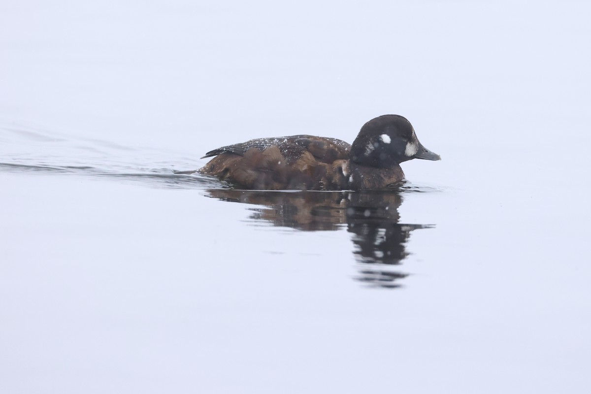 Harlequin Duck - ML646081493