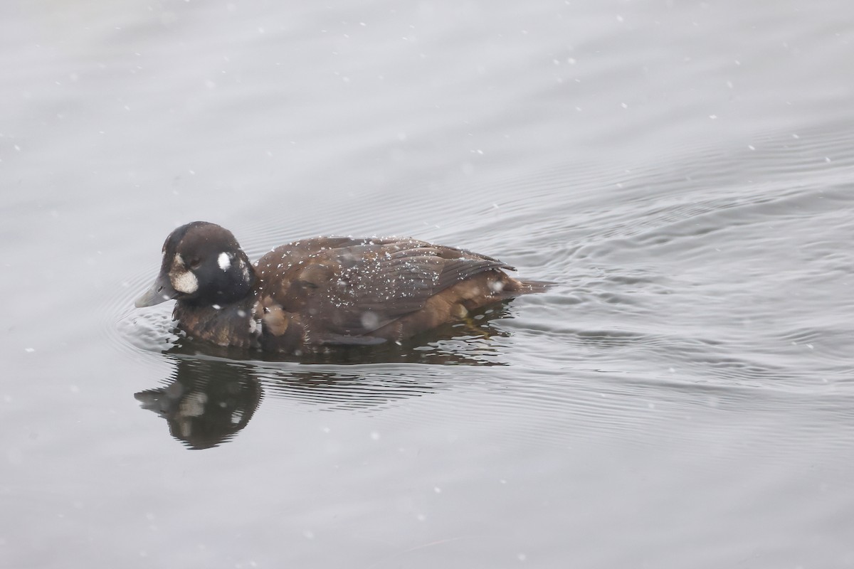 Harlequin Duck - ML646081494