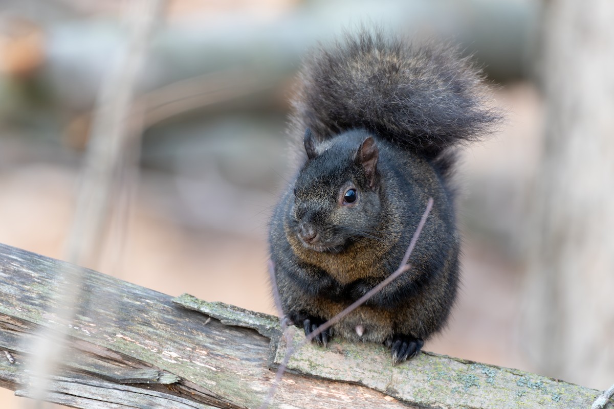 Eastern Gray Squirrel - ML646081497