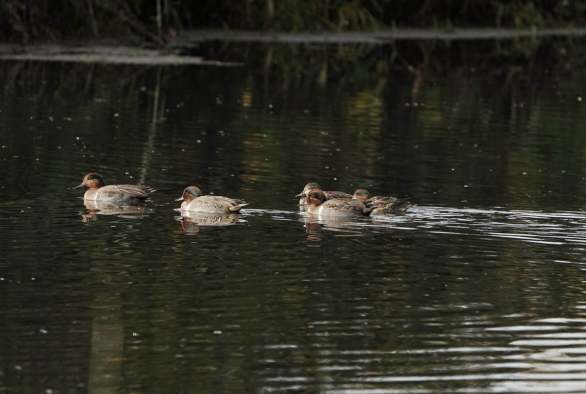 コガモ - ML646081499