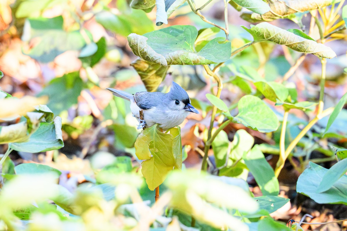 Tufted Titmouse - ML646081501