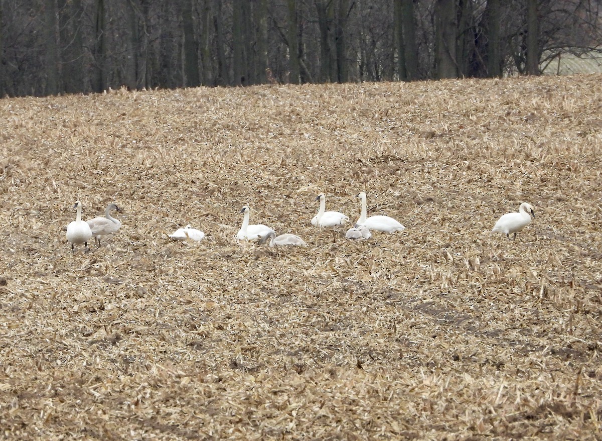 Cisne Trompetero - ML646081502