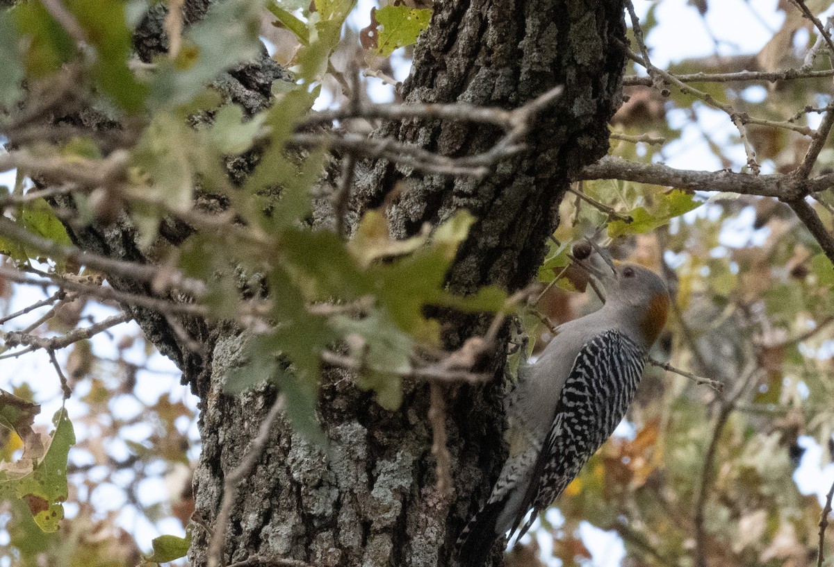 Гіла золотоголова - ML646081503