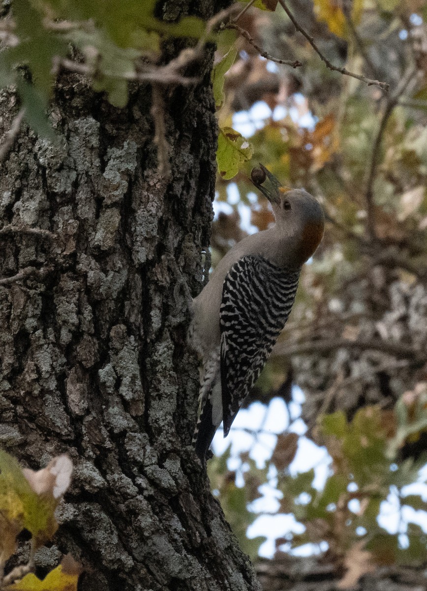 Гіла золотоголова - ML646081509