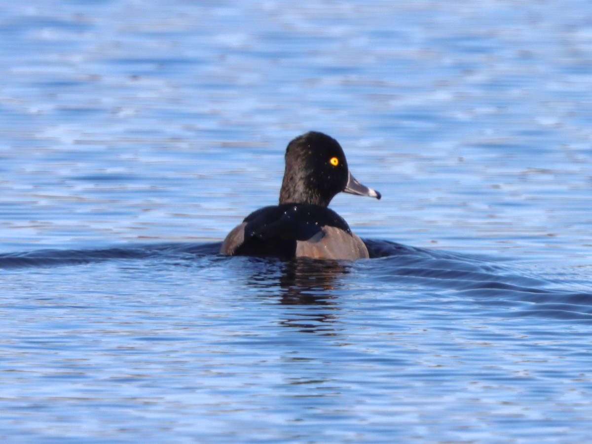 Чернь канадська - ML646081511
