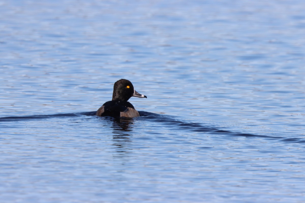 Чернь канадська - ML646081512