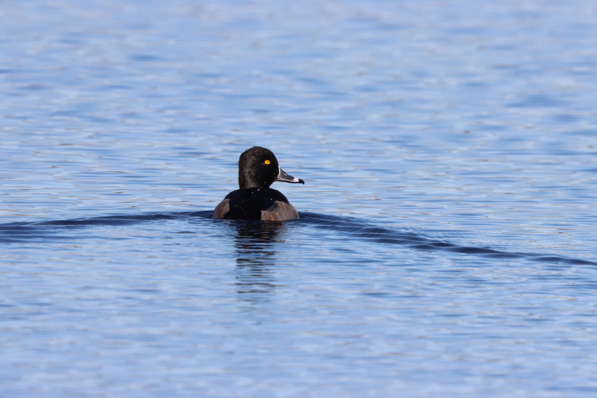 Чернь канадська - ML646081513