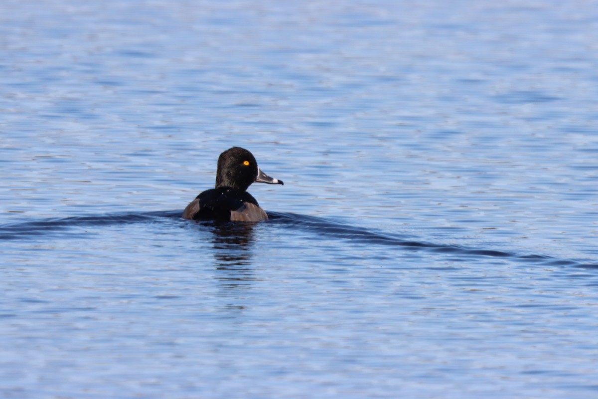 Чернь канадська - ML646081515