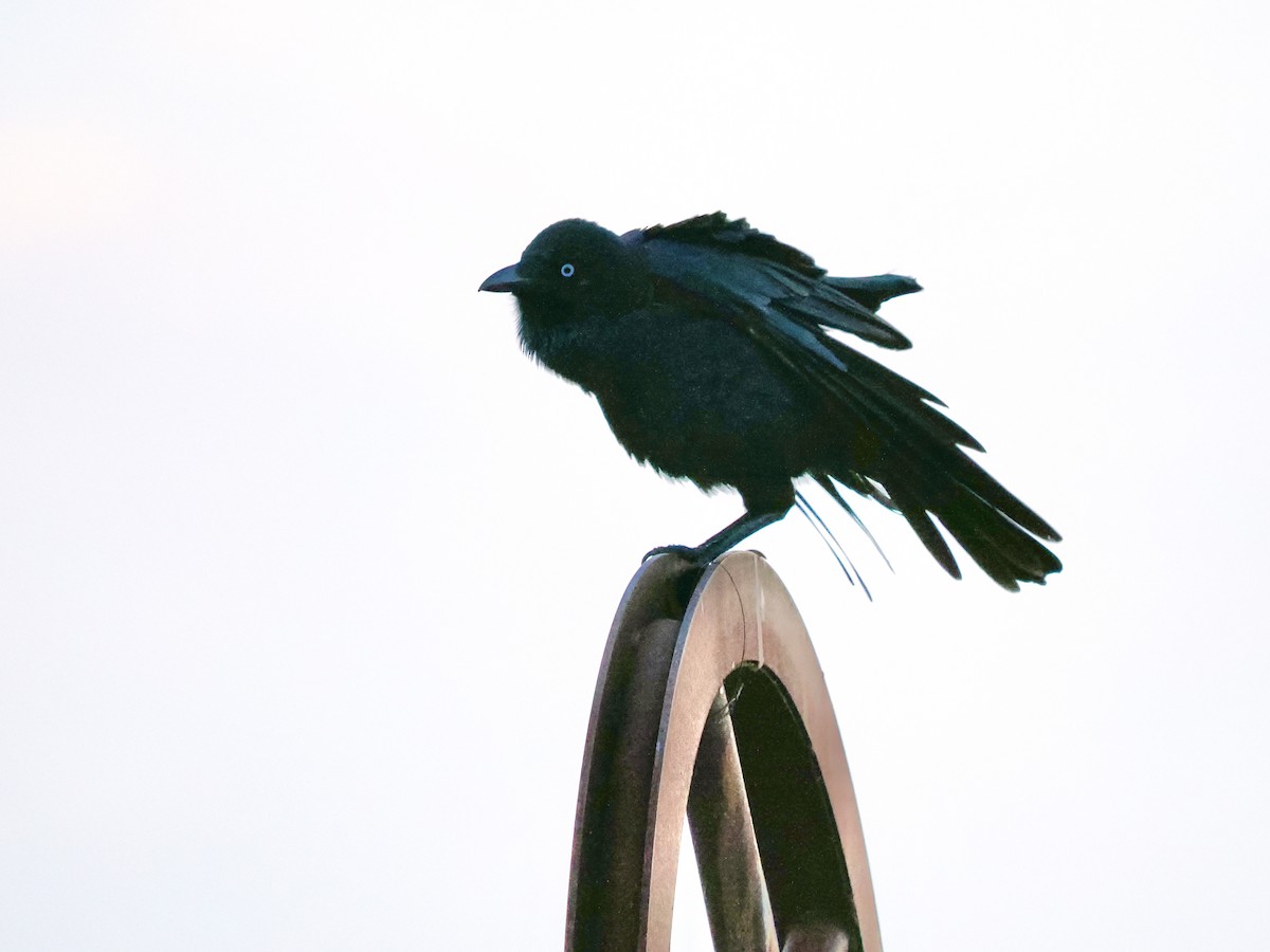 Крук малий - ML646081516