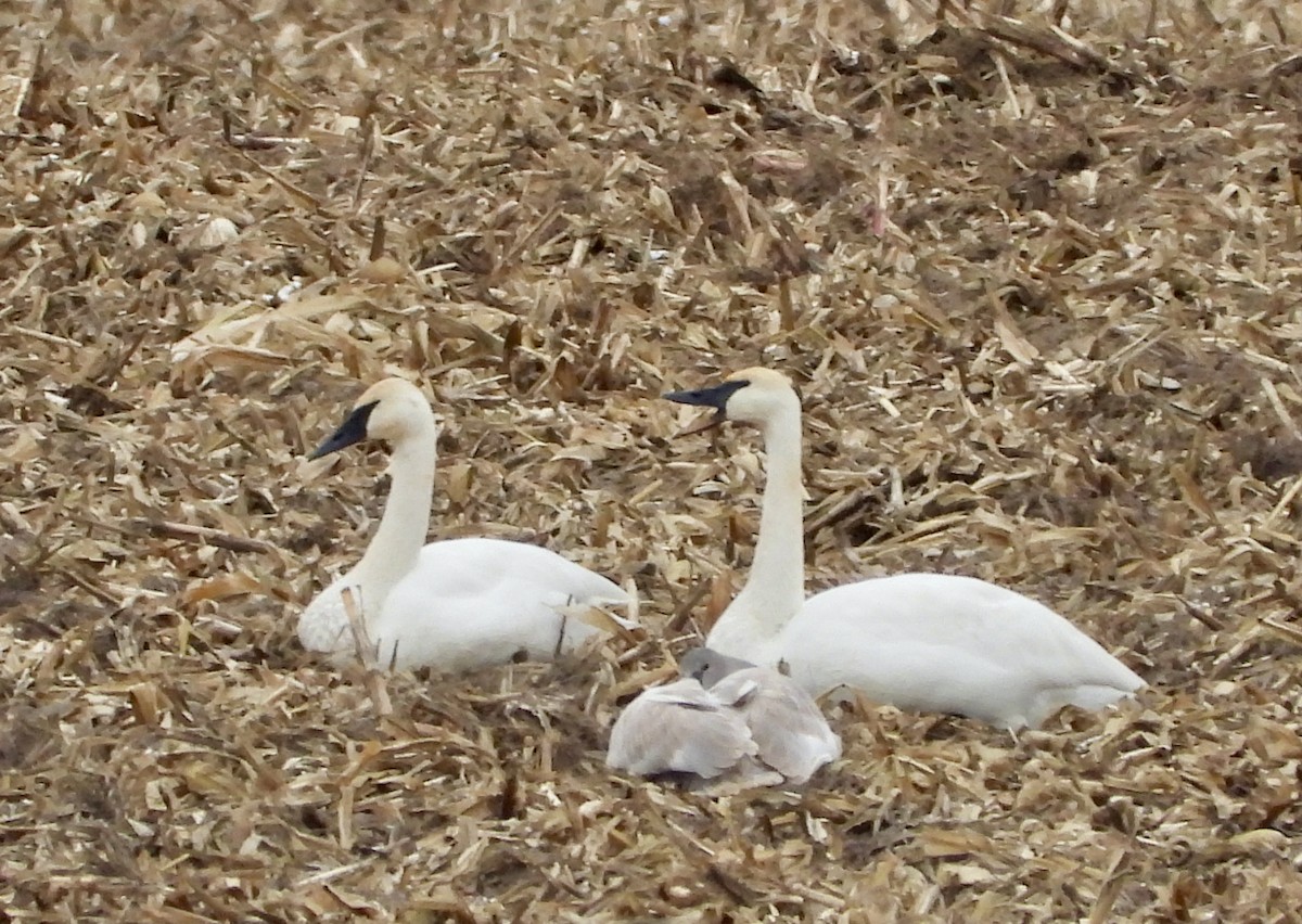Cisne Trompetero - ML646081517