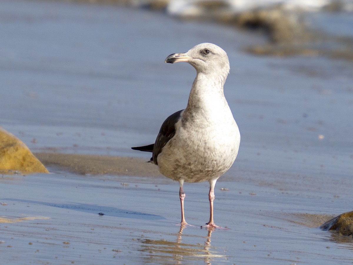 Мартин західний - ML646081518