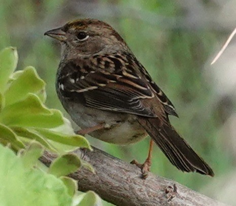 Бруант чорнобровий - ML646081519