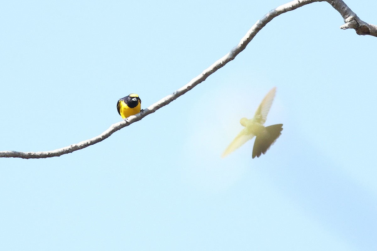 Гутурама чагарникова - ML646081520