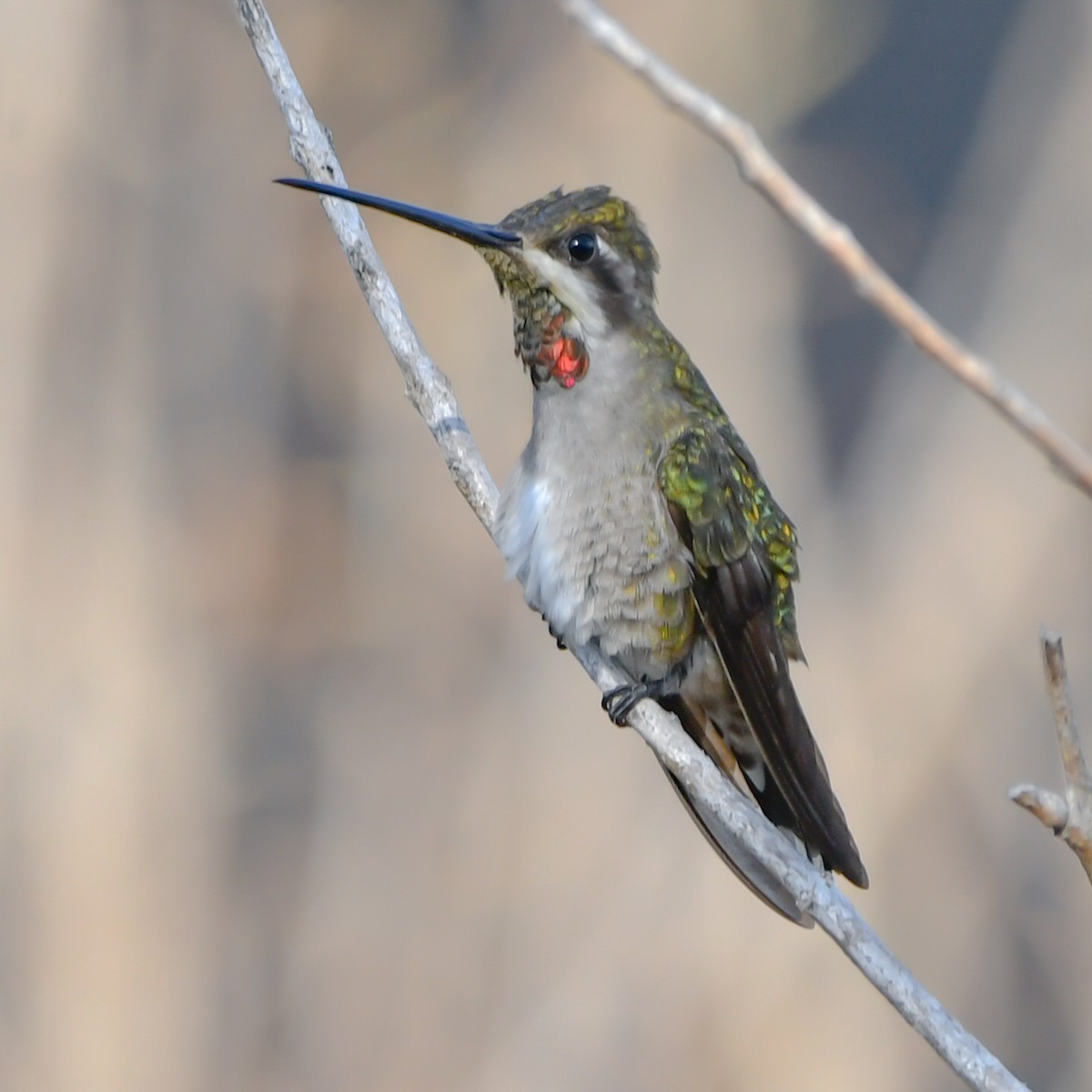 Колібрі-янгол біловусий - ML646081522