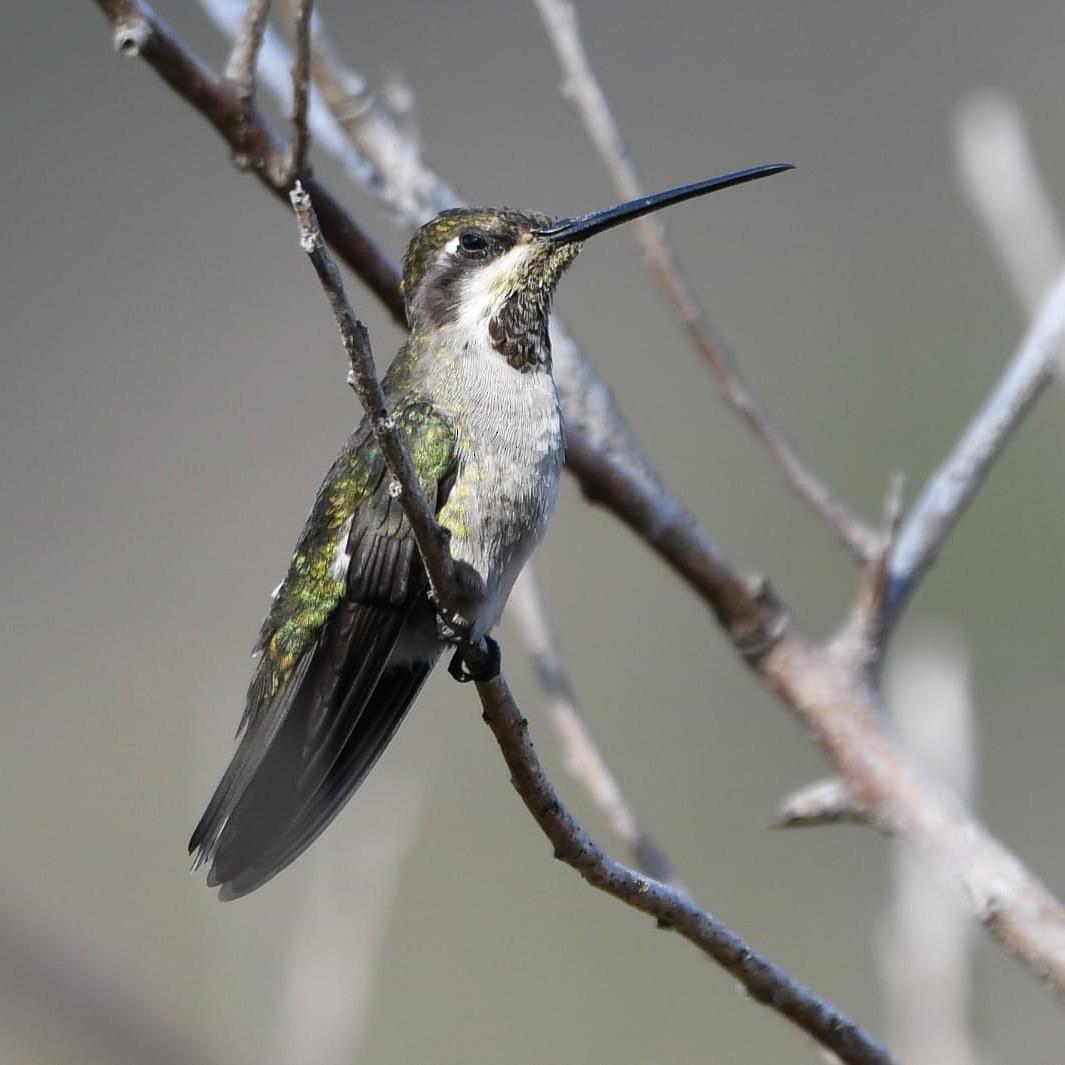 Колібрі-янгол біловусий - ML646081523