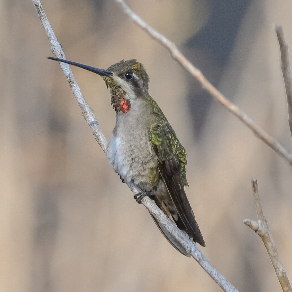 Колібрі-янгол біловусий - ML646081524