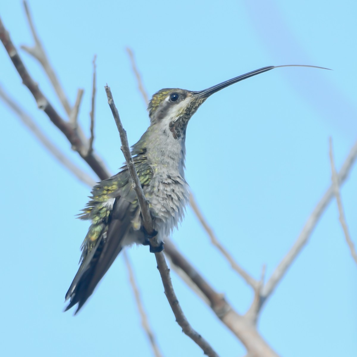 Колібрі-янгол біловусий - ML646081525