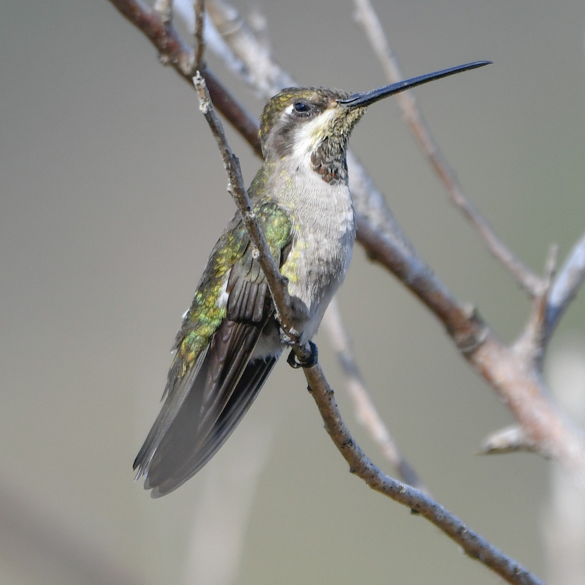 Колібрі-янгол біловусий - ML646081526